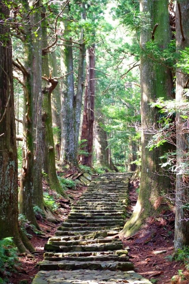 画像: 世界遺産 熊野古 大門坂