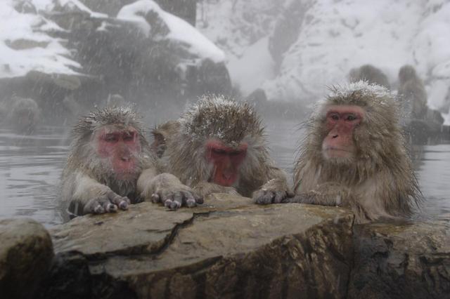 画像: 地獄谷野猿公苑(イメージ)