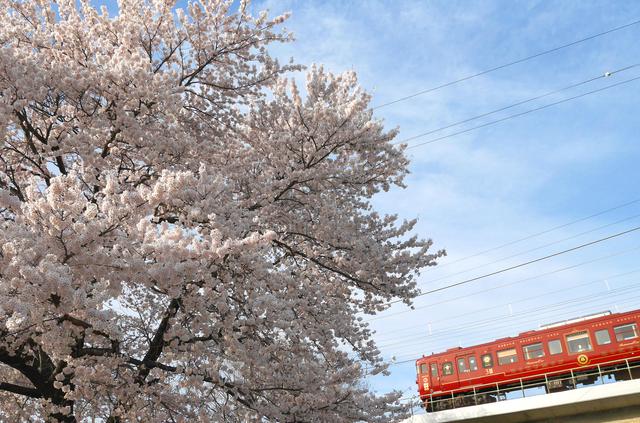 画像: 桜とろくもん