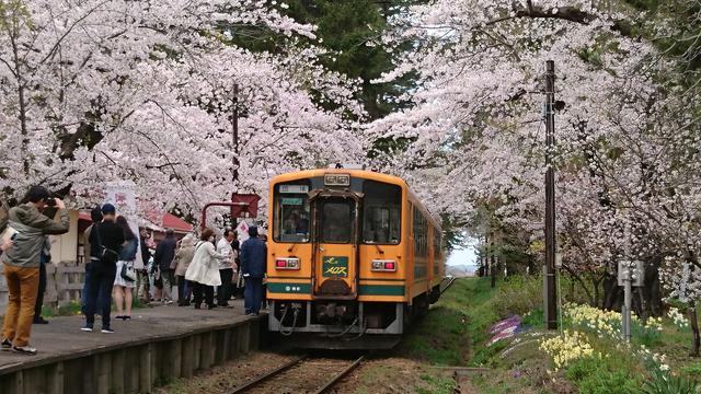 画像: 桜に彩られた「芦野公園駅」に停車する列車 (イメージ)