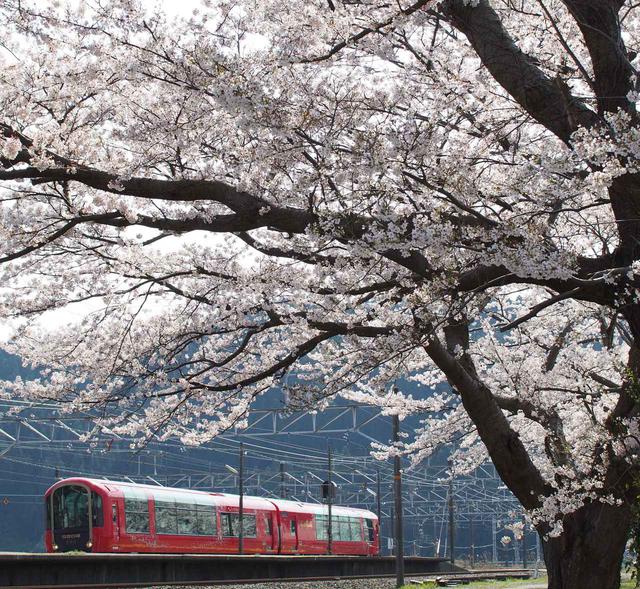 画像: 桜と雪月花(能生駅)