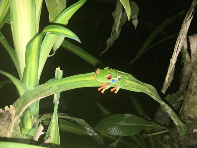 画像: こんな珍しい色のカエルも!アカメアマガエル