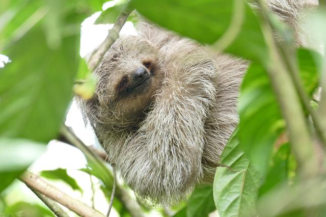 画像: まるで微笑んでいるようなナマケモノ サラピキ近郊やグアピアスなどコスタリカの様々なところで出会えます。