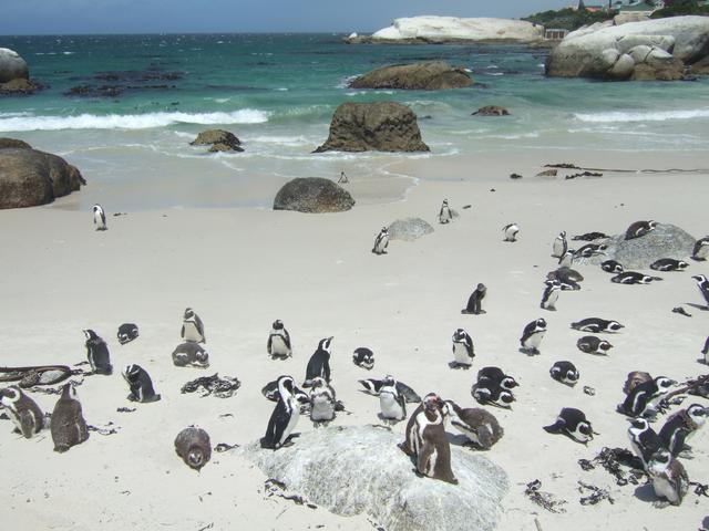 画像: ケープペンギンの営巣地 ボルダーズビーチ 可愛らしいペンギンに癒されます (弊社スタッフ撮影※諸条件によりご覧いただけない場合があります)