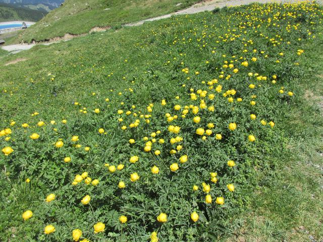 画像1: ハイキング中に見れる高山植物(弊社スタッフ撮影※諸条件によりご覧いただけない場合があります)