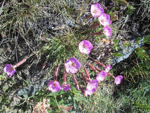 画像3: ハイキング中に見れる高山植物(弊社スタッフ撮影※諸条件によりご覧いただけない場合があります)