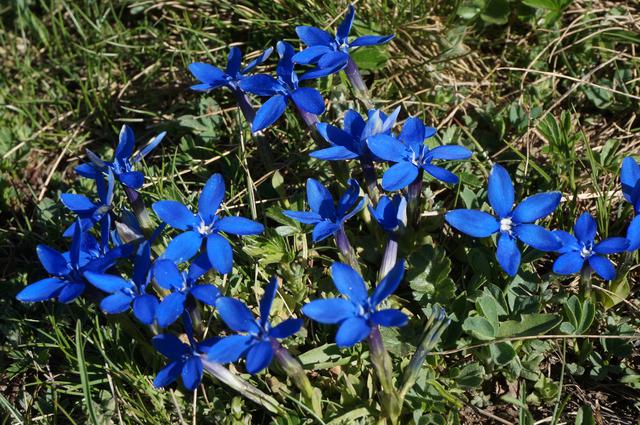 画像2: ハイキング中に見れる高山植物(弊社スタッフ撮影※諸条件によりご覧いただけない場合があります)