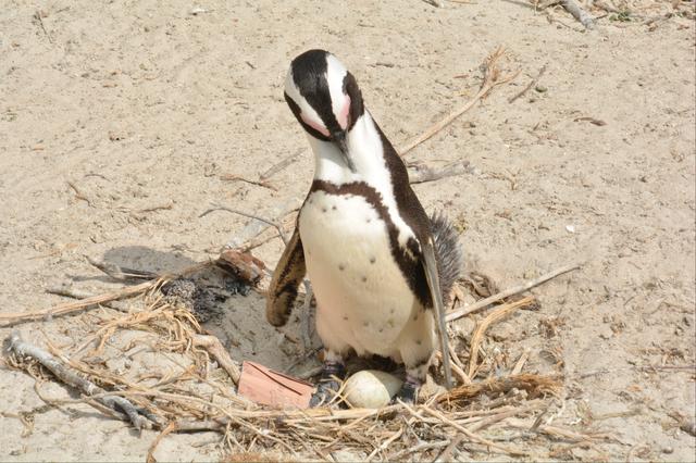 画像2: 卵を温める親ペンギン