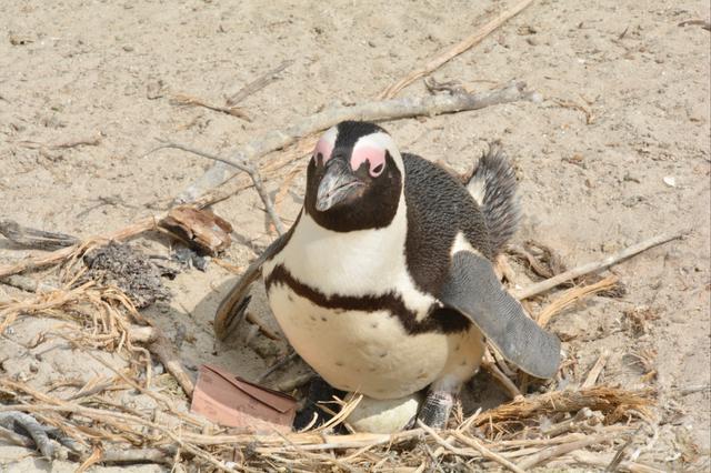 画像1: 卵を温める親ペンギン
