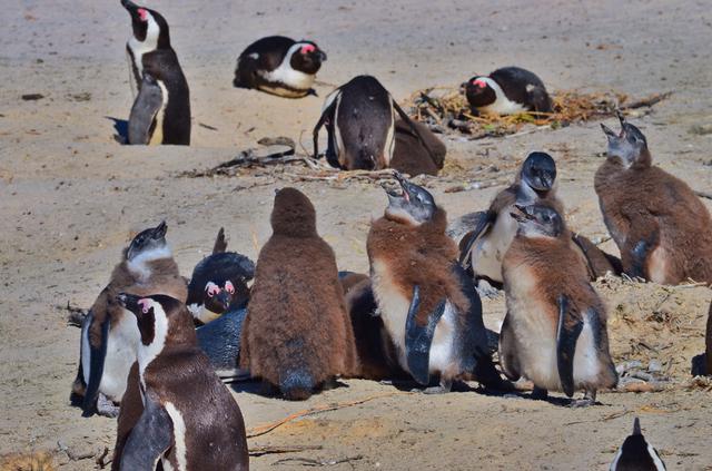 画像: ケープペンギンの毛の生え変わり