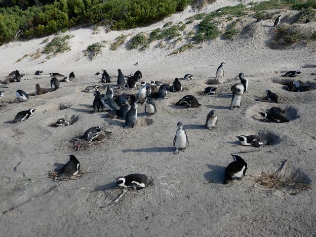 画像: 野生のペンギンが集まる『Boulders Beach』(2019年7月 担当者撮影)