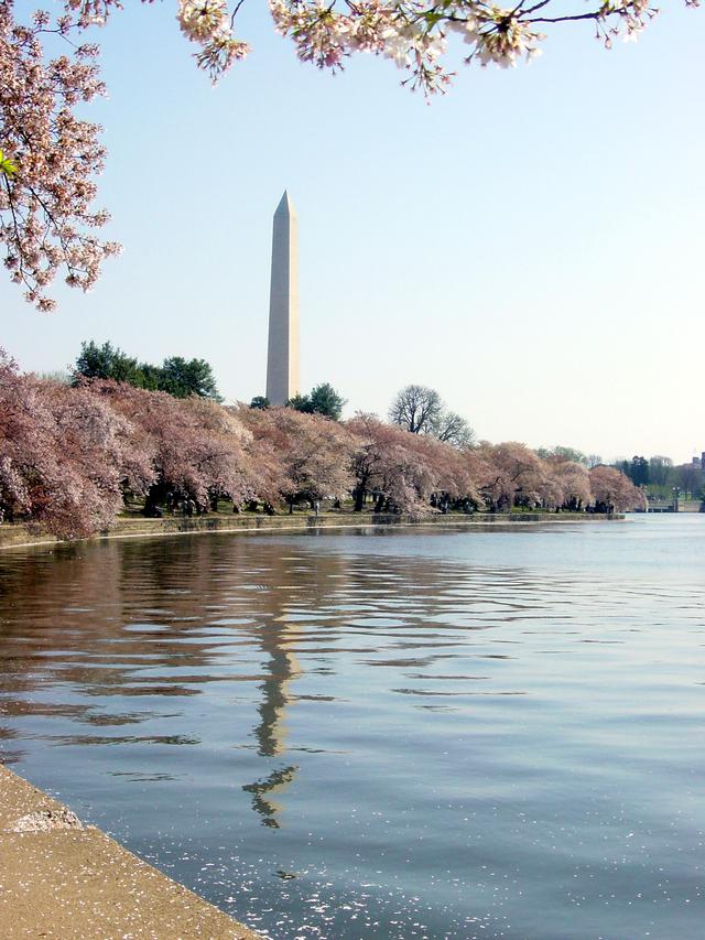 画像: ポトマック河畔の桜/イメージ ※例年の見ごろは3月下旬から4月上旬まで