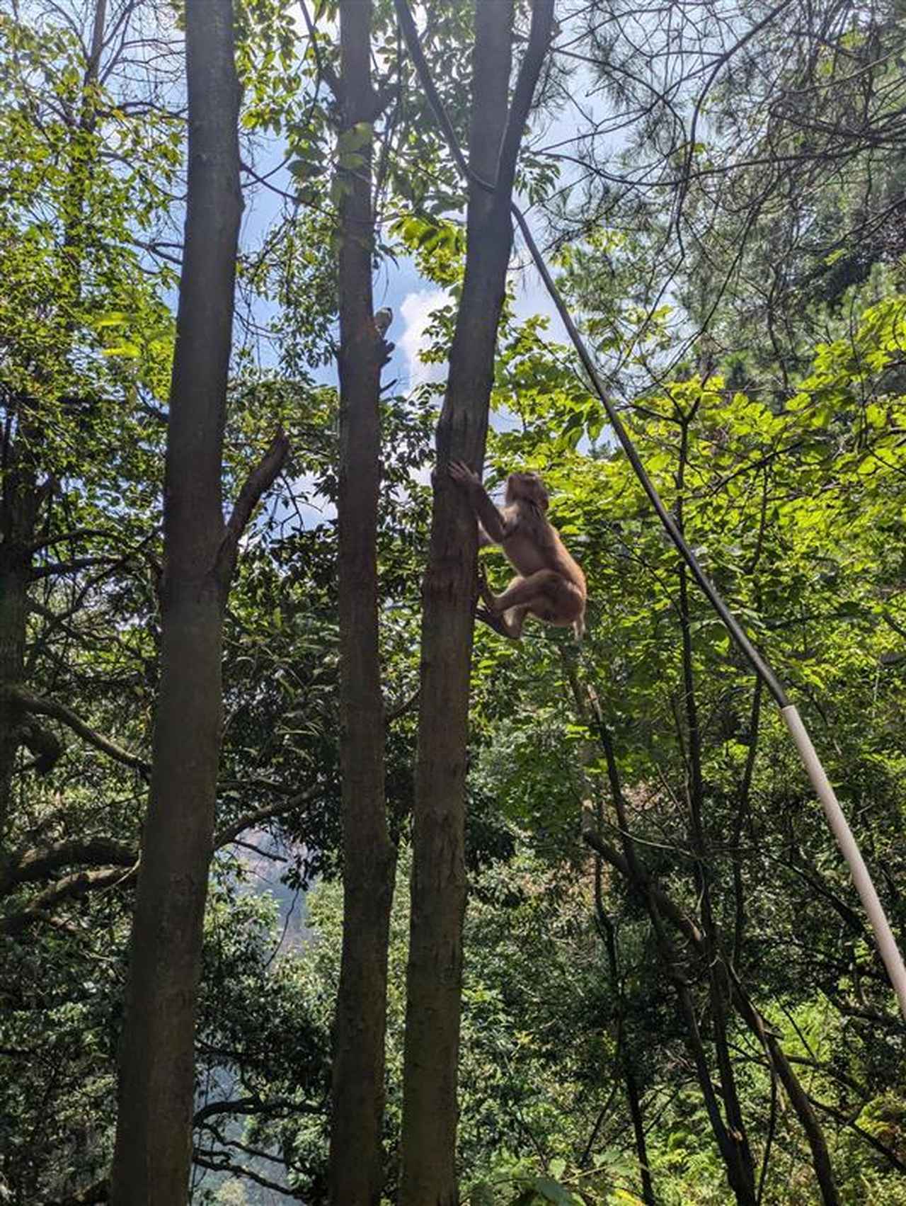 画像: 道中で遭遇した猿/スタッフ撮影