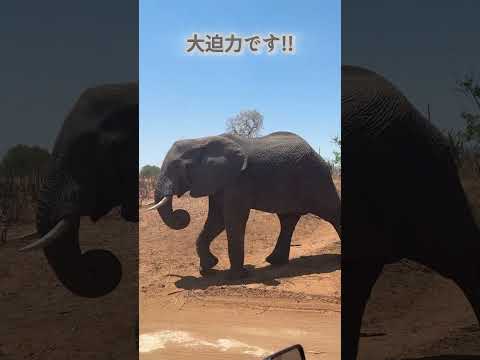 画像: 【ボツワナ】野生の王国へ！チョベ国立公園ドライブサファリ www.youtube.com