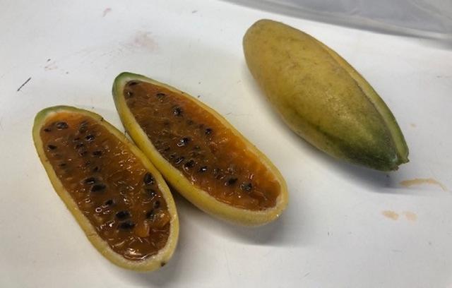 画像: バナナパッションフルーツ(見た目はバナナ、開けるとパッションフルーツ、味は・・・!?)(弊社スタッフ撮影)