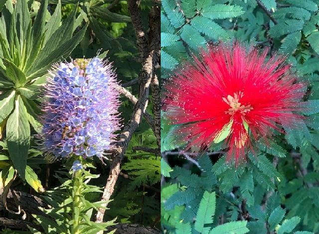 画像: マデイラ島の植物園にて(弊社スタッフ撮影)※天候や季節によりご覧いただける植物は変わります。