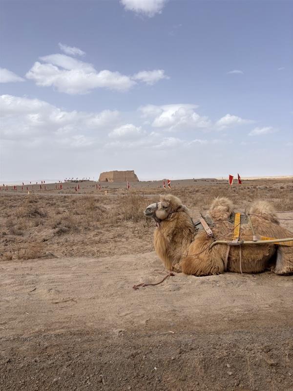 画像: 玉門関シャトルバス乗り場にいたラクダ。 弊社ツアー、クラブツーリズムのツアーではラクダ乗りはできませんのであしからず。 （2025年4月 弊社スタッフ撮影）