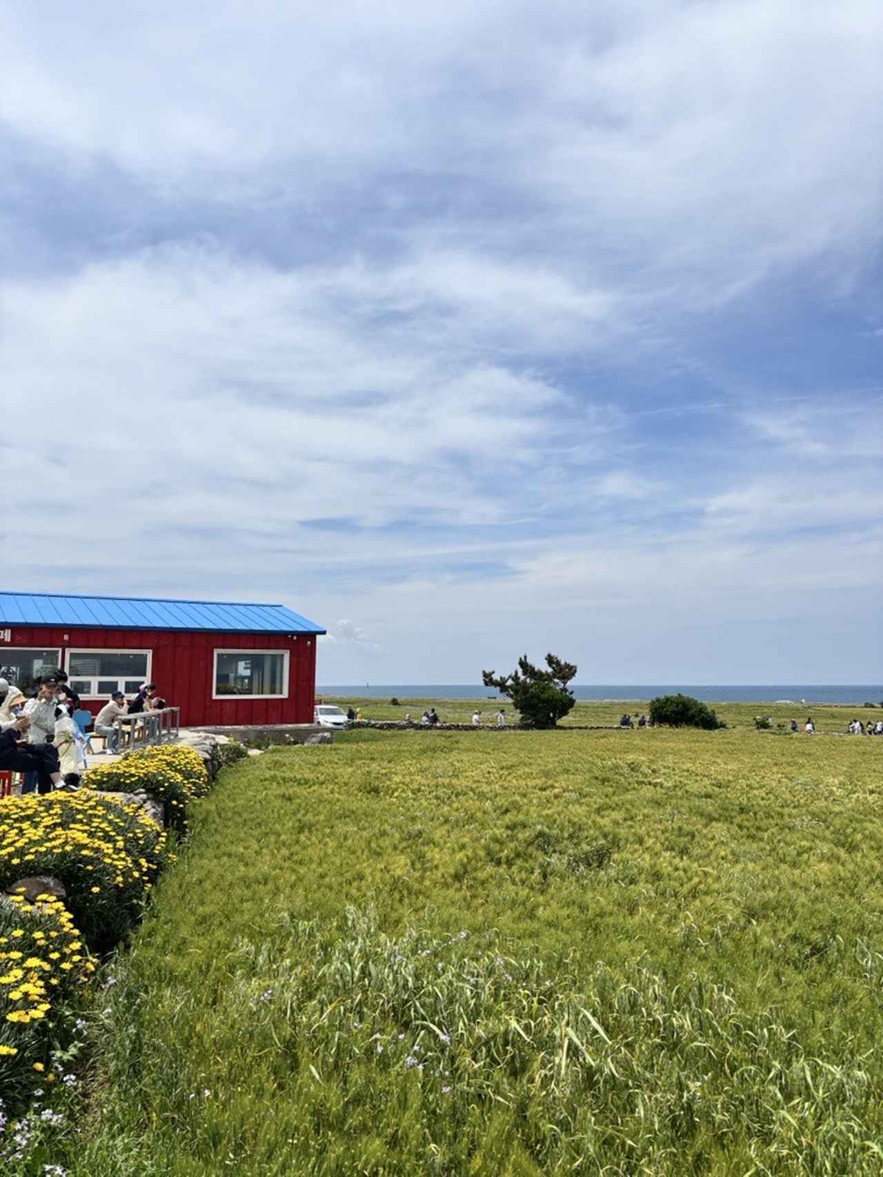 画像: 加波島の青麦（2026年5月 弊社スタッフ撮影）