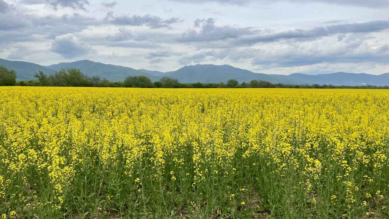 画像: ブルガリアの菜の花畑（2026年5月弊社スタッフ撮影）