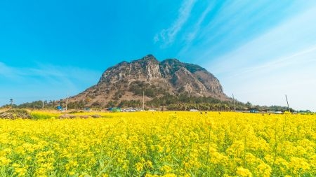 画像: ＜おひとり参加限定の旅＞『各出発日19名限定／トリニティ航空直行便（関西～済州間）利用／シェラトン済州に2連泊！花咲く済州島ひとり旅3日間』｜クラブツーリズム
