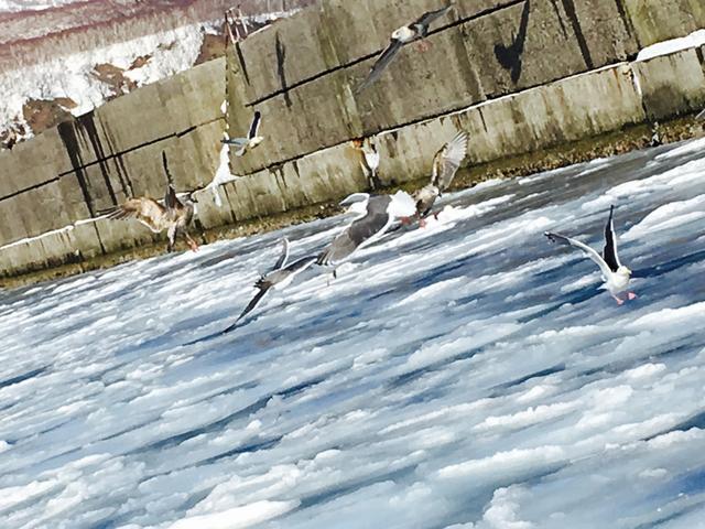 画像2: 世界的にも貴重な動物! オジロワシ・オオワシを流氷船に乗りながら羅臼へ見に行こう!