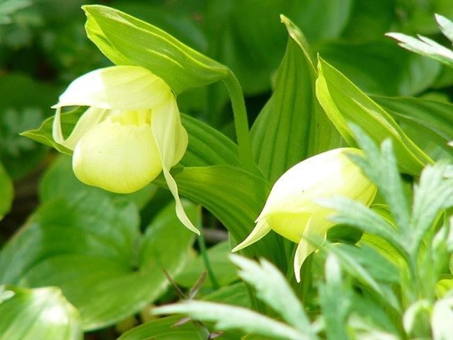 画像: 開花時にはレブンアツモリソウ群生地へご案内♪(見頃:5月下旬~6月中旬)