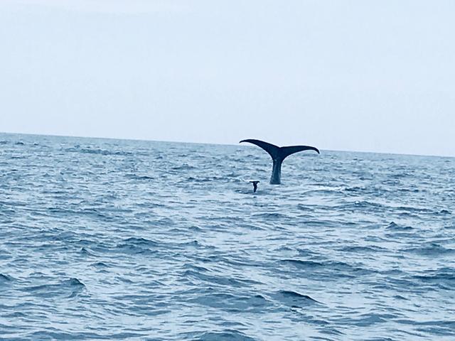 画像: 知床羅臼クルーズ 9月7日クラブツーリズム竹内撮影 地震翌日もマッコウクジラが出迎えてくれました。