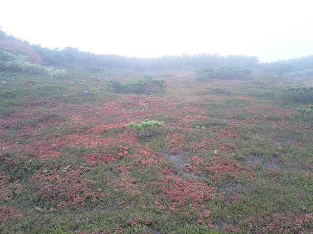 画像: 9月13日添乗員撮影 旭岳