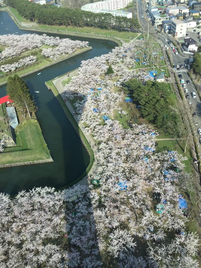 画像: 昨年4月29日の五稜郭!