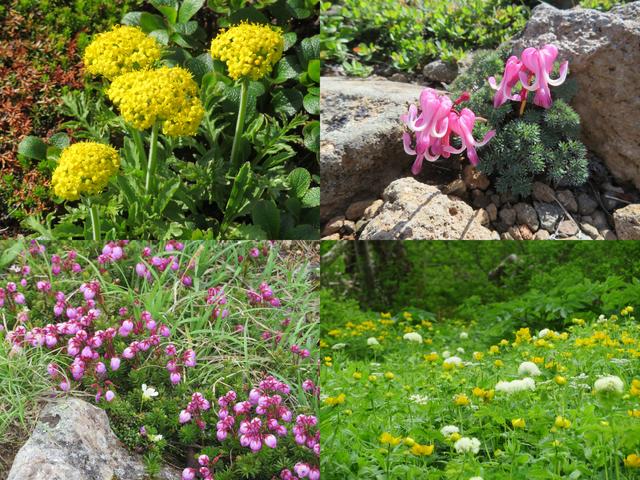 画像: 夏 の黒岳は高山植物の宝庫です。昨年、私が添乗にてお客様とご一緒した際の写真です♪