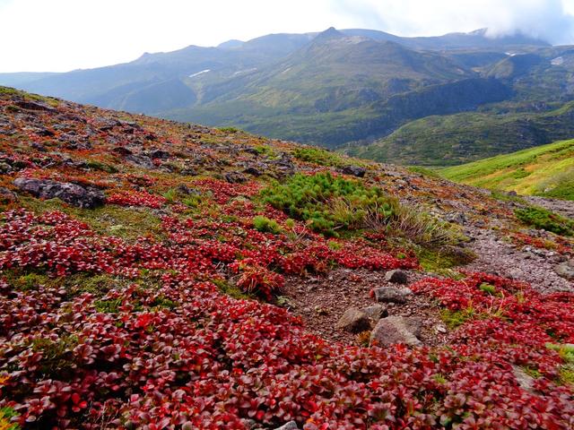 画像: 山頂付近の写真(9/3撮影提供:黒岳ロープウェイ)