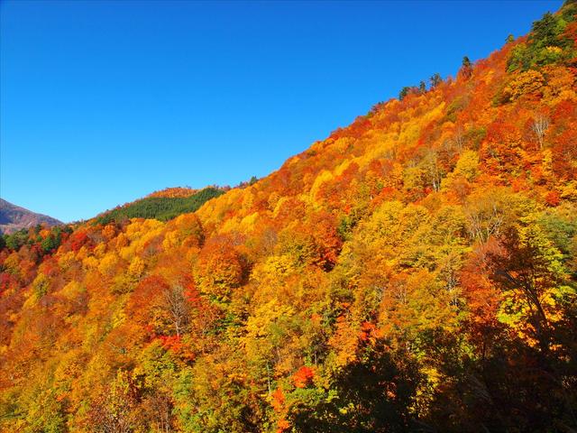 紅葉 紅葉特集 2025 -【JAPAN 47 GO】