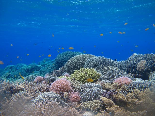 画像: 沖縄の海のサンゴ礁