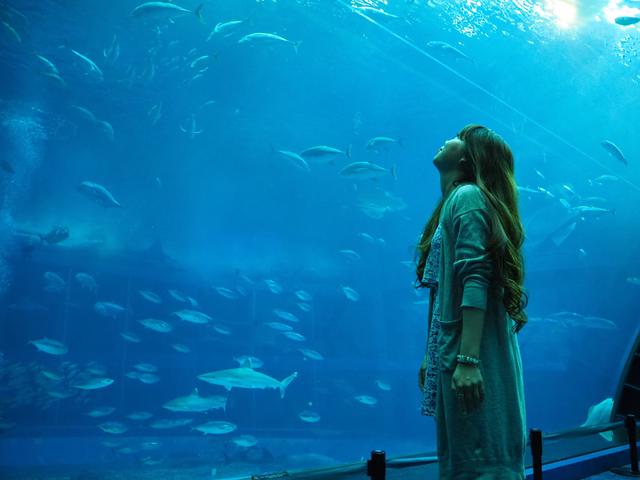画像: 沖縄美ら海水族館の大水槽をじっくり間近で観察(イメージ)