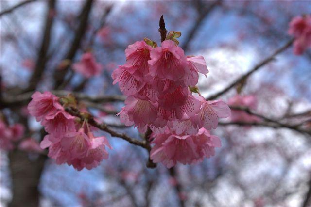 画像: 寒緋桜(イメージ)
