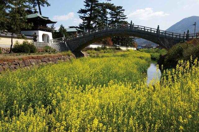 画像: 第75番 善通寺 弘法大師・空海の誕生地です(菜の花の見頃は例年3月中旬)