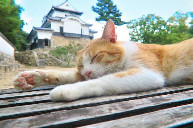 画像: さんじゅーろー 写真提供:岡山県観光連盟 (イメージ)