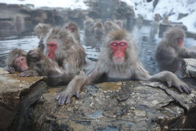 画像: ツアーでは『地獄谷野猿公苑』にもご案内。 ニホンザルの世界へ冬になると温泉に浸かりたいと思うと思います。それは人間に限ったことではありません。長野県にはこの時期ににしか見れない、世界にも珍しい『温泉に浸かるニホンザル』を見学できます。 jigokudani-yaenkoen.co.jp