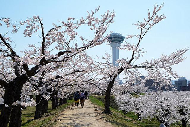 画像: 五稜郭公園※イメージ