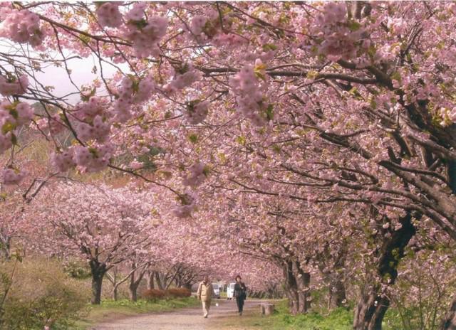 画像: 松前公園※イメージ