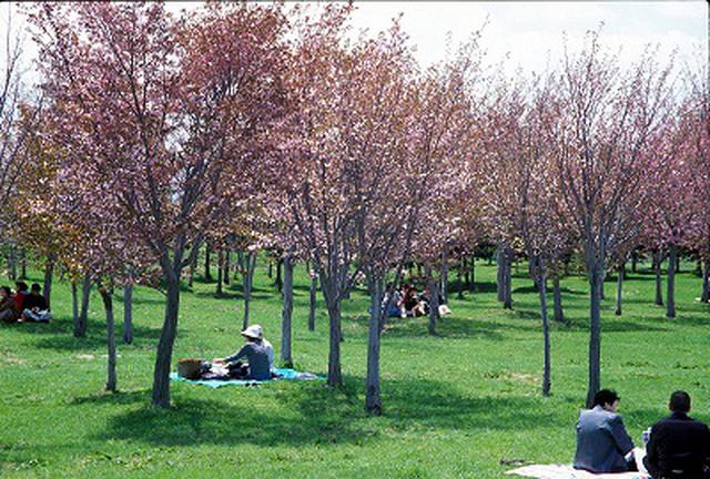 画像: モエレ沼公園※イメージ