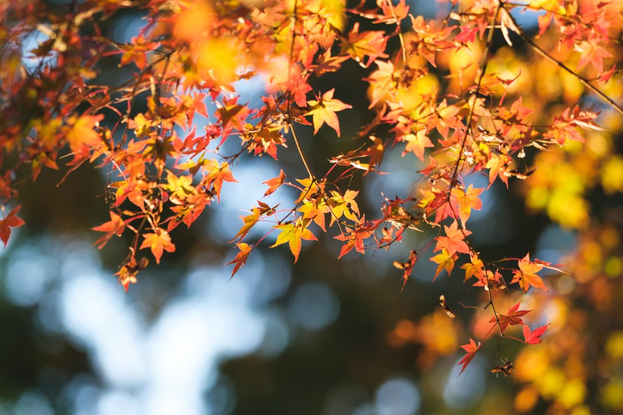 画像2: 【観光ガイド】10月の北海道旅行で行きたいおすすめスポット6選！秋の魅力と楽しみ方