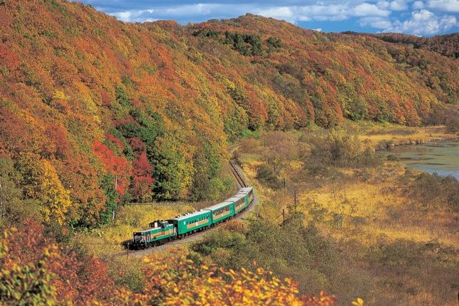 画像: くしろ湿原ノロッコ号（イメージ）※紅葉見ごろ：例年10月上旬～中旬