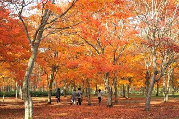 画像: 福原山荘（イメージ）※紅葉見ごろ：例年9月中旬～10月中旬