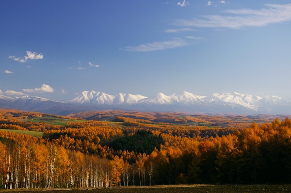 画像: 美瑛の丘（イメージ）※紅葉見ごろ：例年10月中旬～下旬