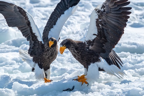 画像16: 【観光ガイド】北海道の流氷を楽しむおすすめの体験5選！ツアーの選び方や服装の注意点