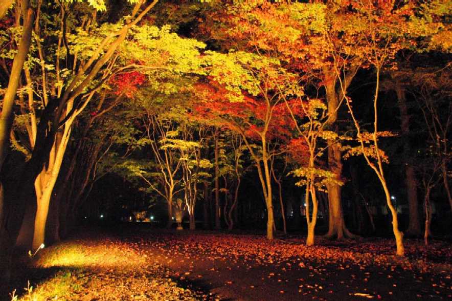 画像: 香雪園ライトアップ（イメージ）