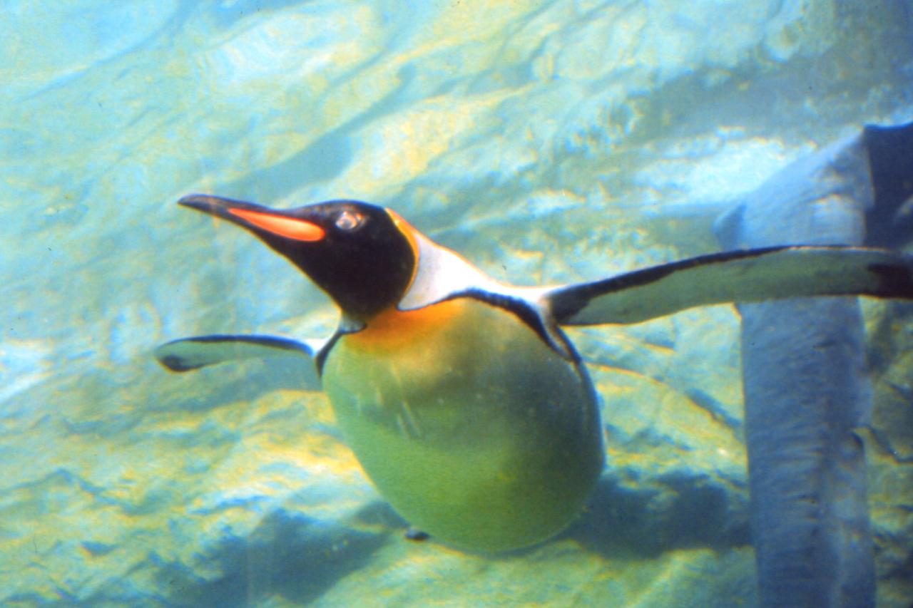 画像: 旭山動物園ペンギン（イメージ）