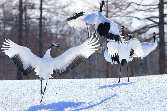 画像: タンチョウ（イメージ）