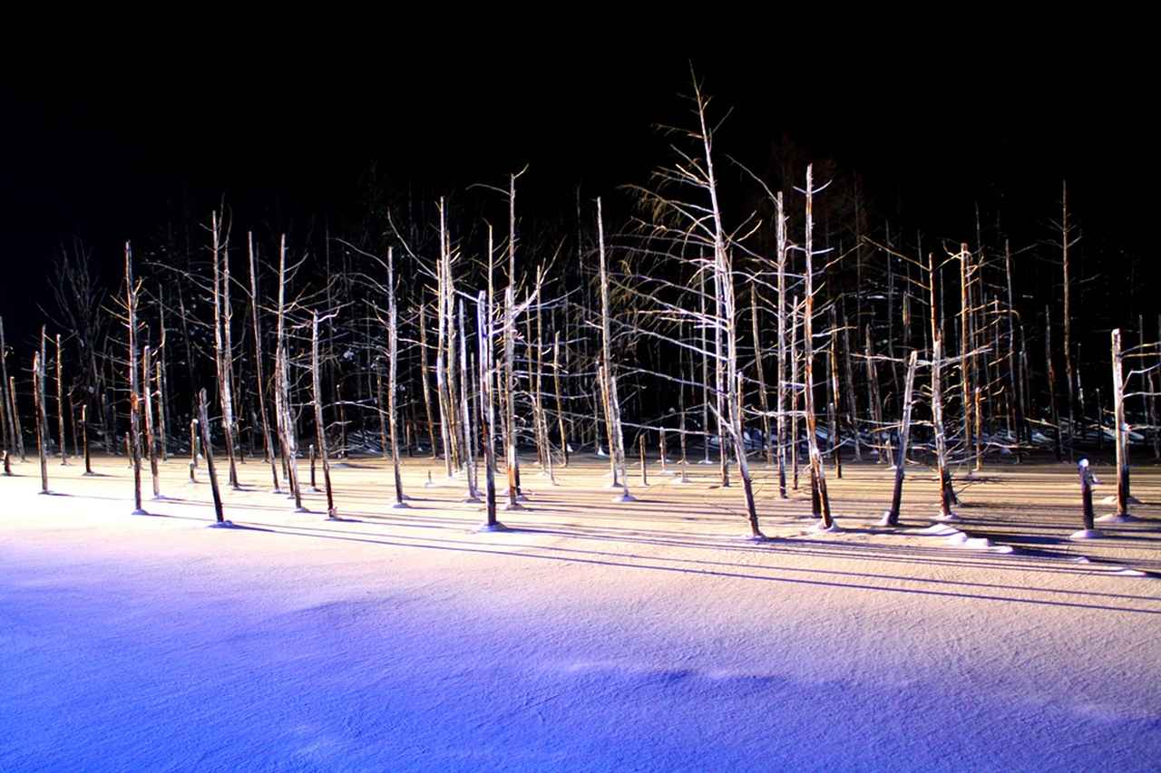 画像: 白金青い池・ライトアップ(イメージ)※雪景色は自然現象により、ご覧いただけない場合がございます